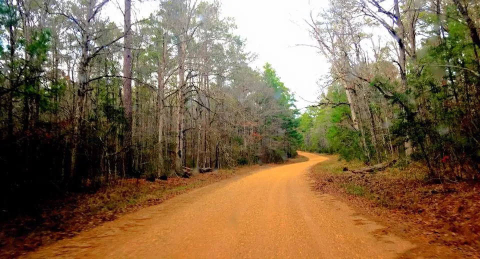 Photograph from the Facebook post “Love these dirt roads in Kisatchie National Forest”