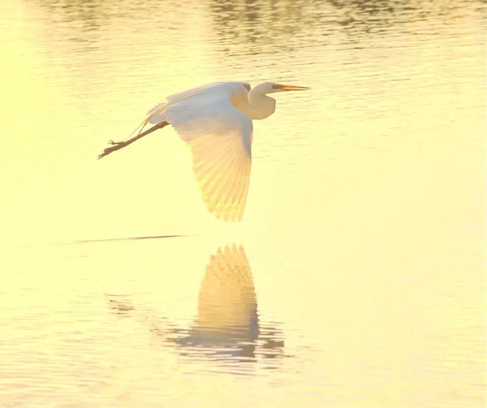 Photograph from the Facebook post “Heron in flight over Hodges Gardens Lake in Sabine Parish, Louisiana”