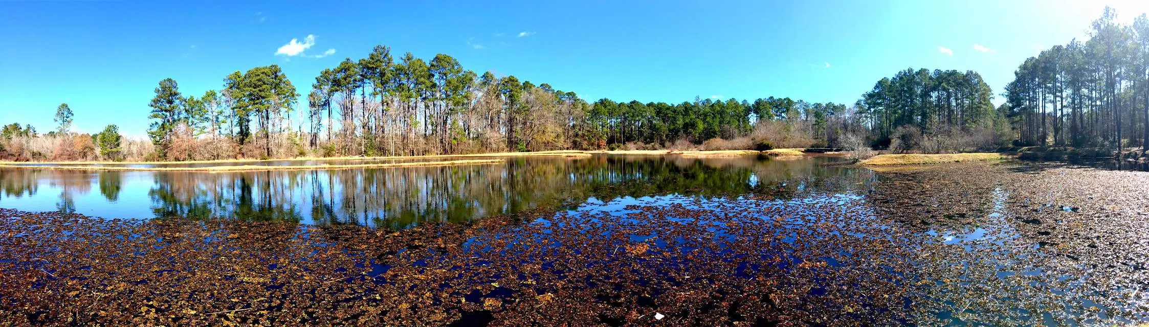 Photograph from the Facebook post “Anderson Pond in Kisatchie National Forest, Natchitoches Parish.”