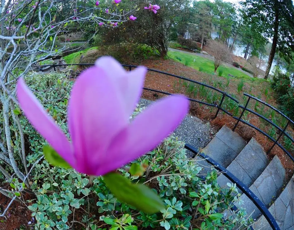 Photograph from the Facebook post “Blooms away!”