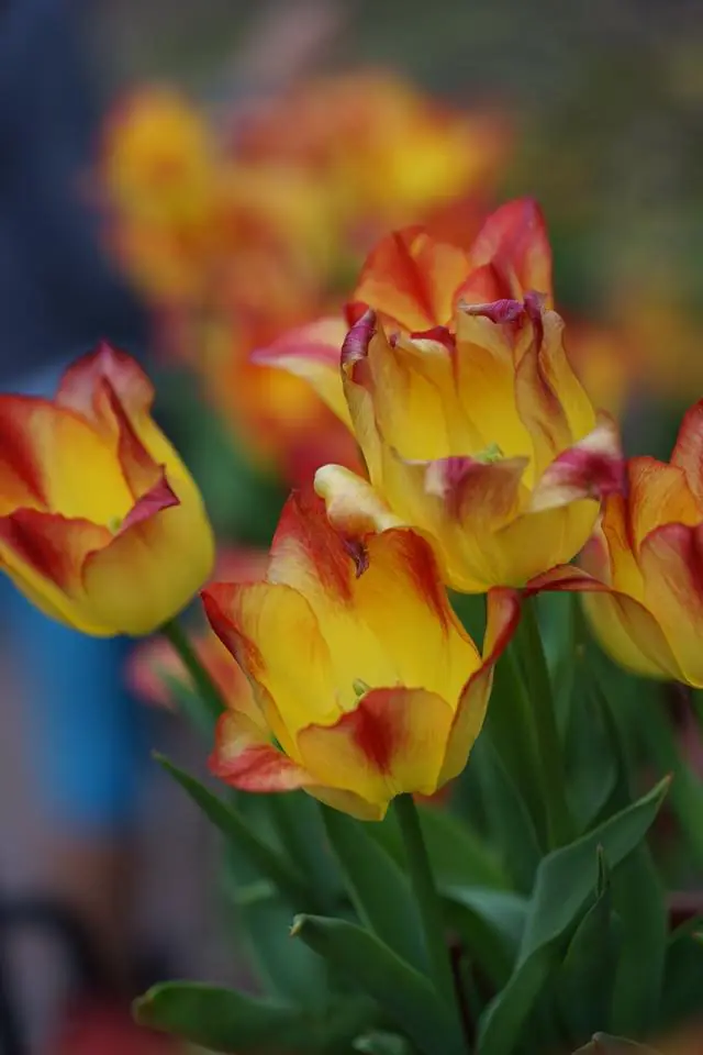 Photograph from the Facebook post “Flower fun!”