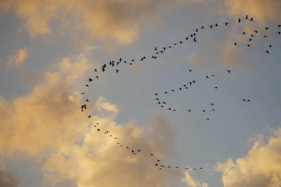 Photograph from the Facebook post “Cormorants or Anhingas in flight above Zwolle, Louisiana yesterday.”