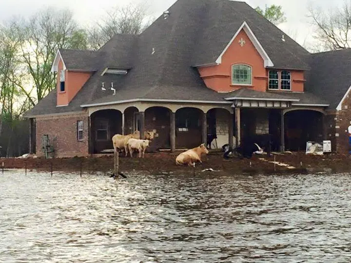 Photograph from the Facebook post “The cows came home.”