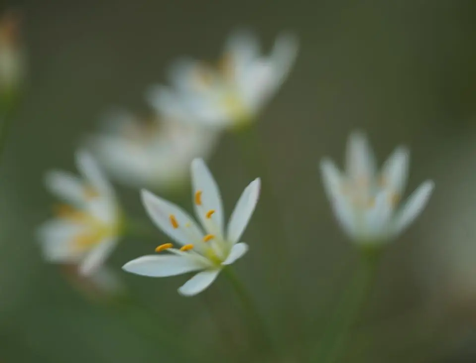 Photograph from the Facebook post “Never underestimate the beauty of wildflowers and weed flowers!”