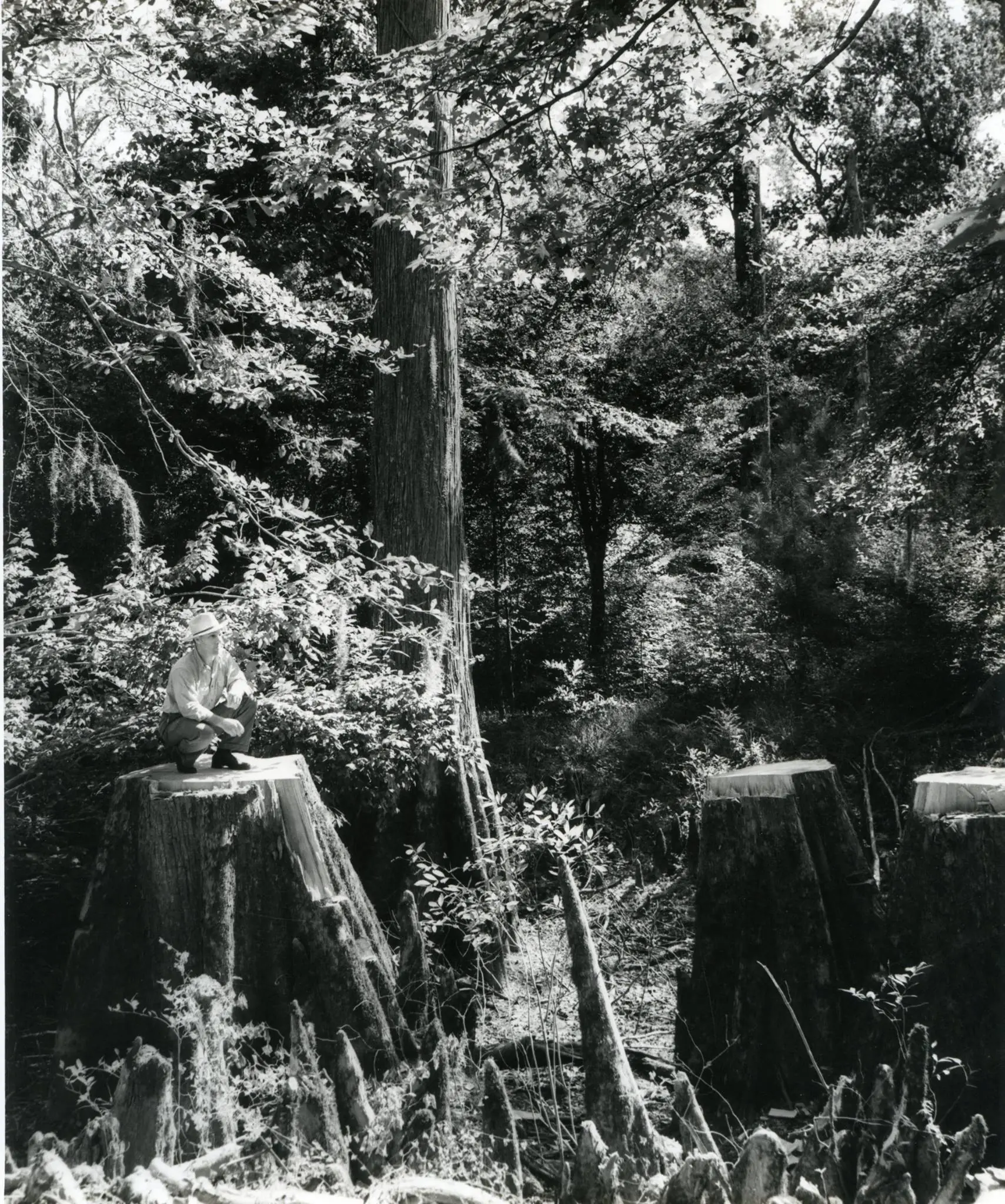Photograph from the Facebook post “Cypress shingles.”