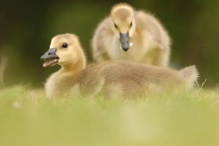 Photograph from the Facebook post “Hodges Gardens State Park”