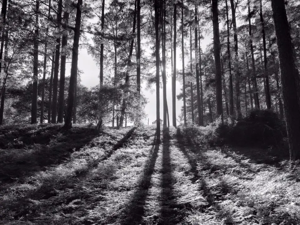 Photograph from the Facebook post “Photo taken at Hodges Gardens State Park”