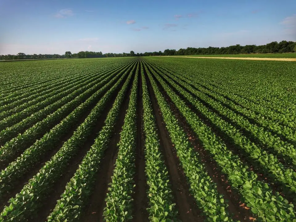 Photograph from the Facebook post “"Deliciously Off Center" Photo of row crops taken last weekend in rural Natchitoches…”