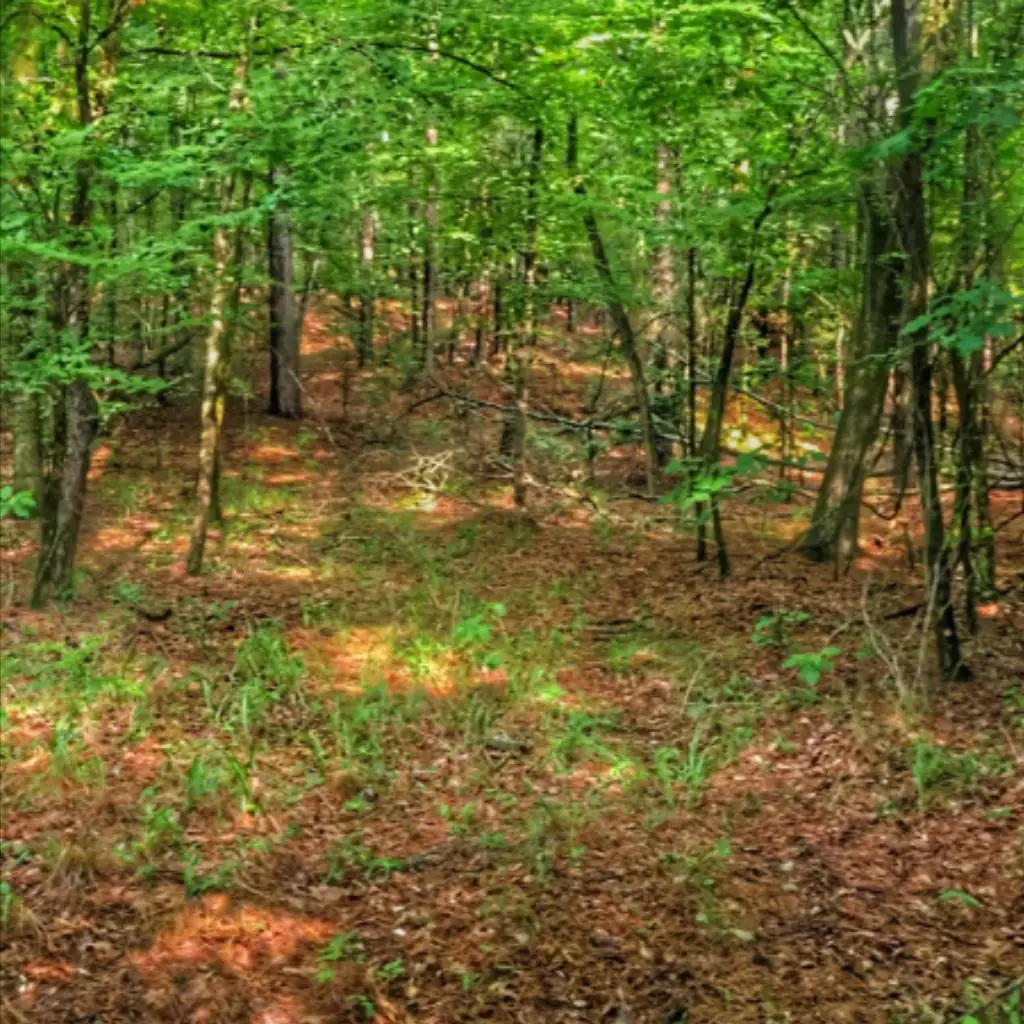 Photograph from the Facebook post “The peacefulness that is on the way to the "peak" of Mount Driskill in North Louisiana.”