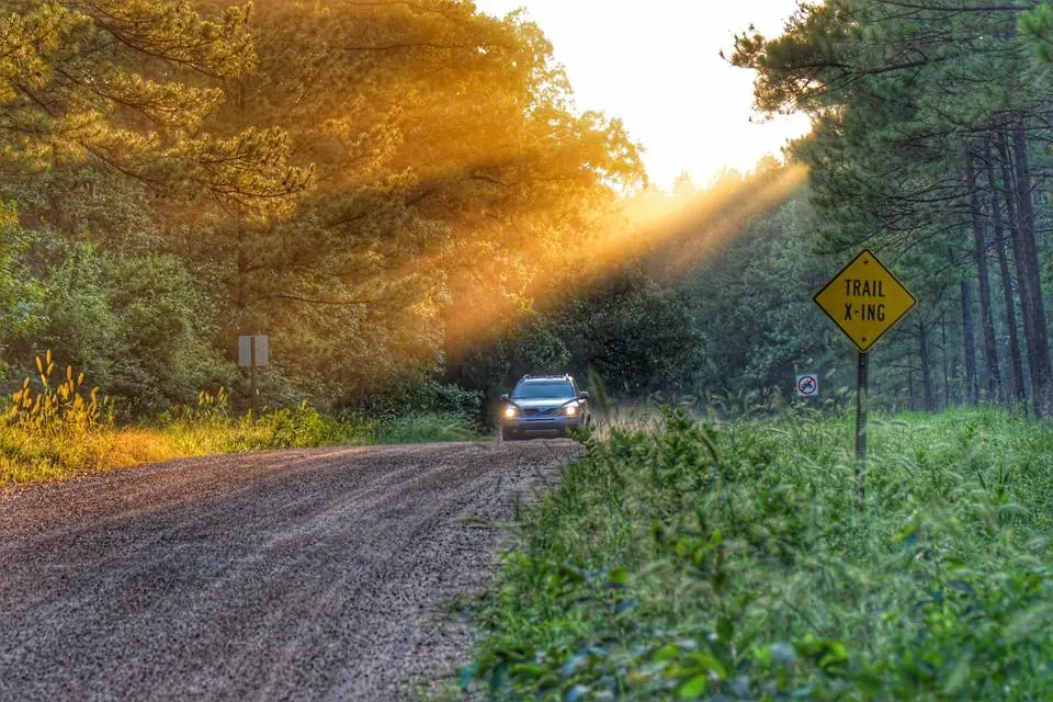 Photograph from the Facebook post “Out and about in Kisatchie National Forest, in Natchitoches Parish.”