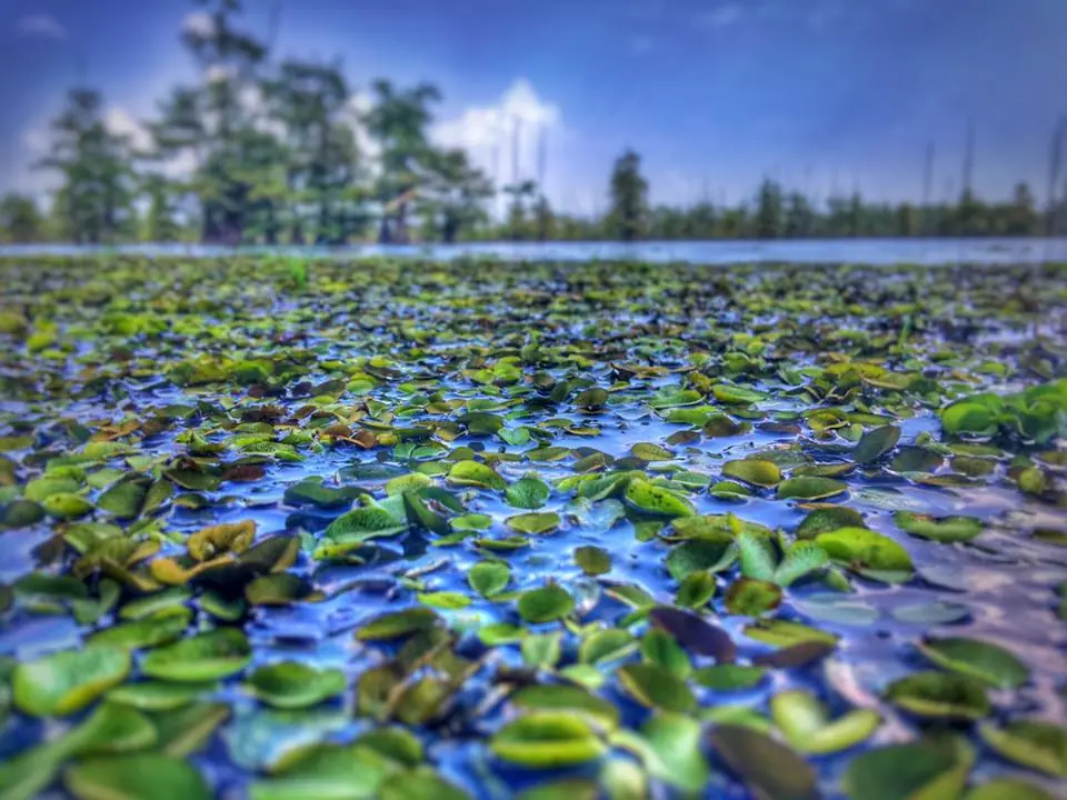 Photograph from the Facebook post “On Black Lake in Natchitoches Parish, Louisiana”