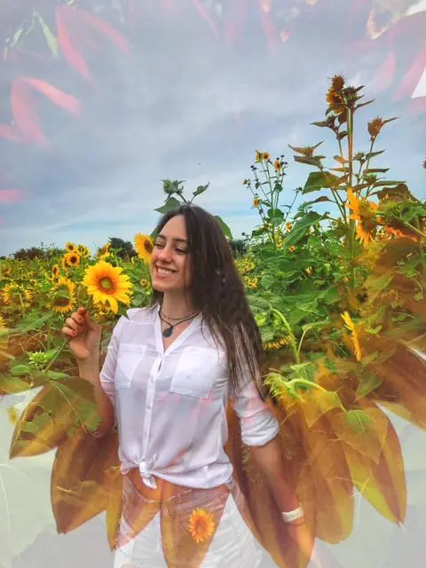 Photograph from the Facebook post “Savanah in the sunflowers ...”