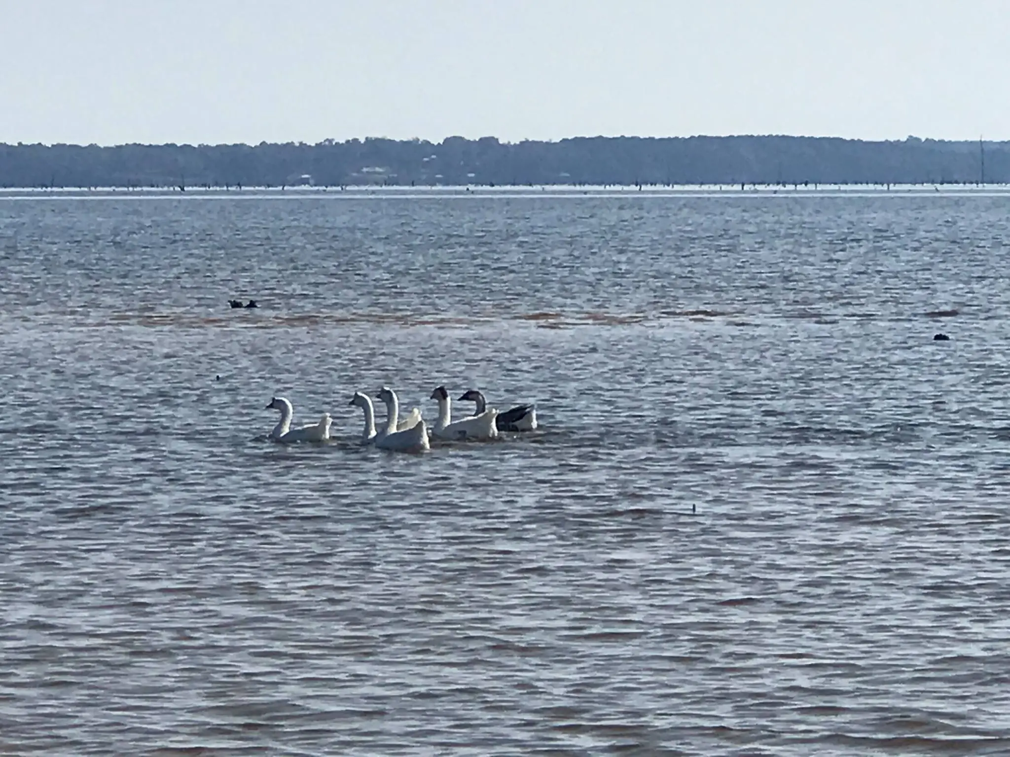 Photograph from the Facebook post “If you happen to be around the Carrice Creek area of Toledo Bend Lake (just west of the…”