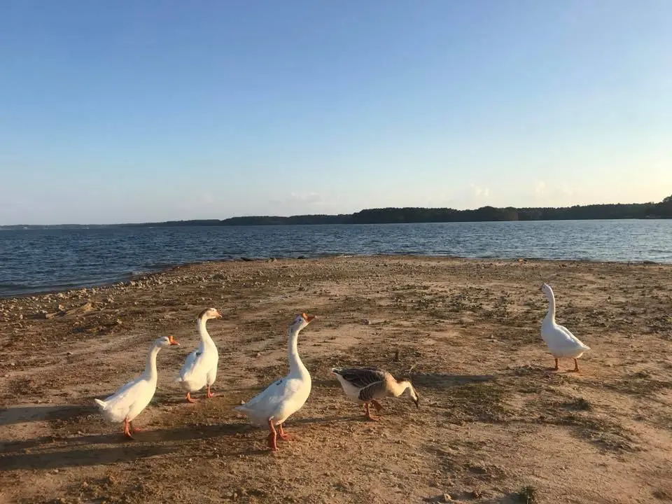 Photograph from the Facebook post “Yesterday’s goose visit...”
