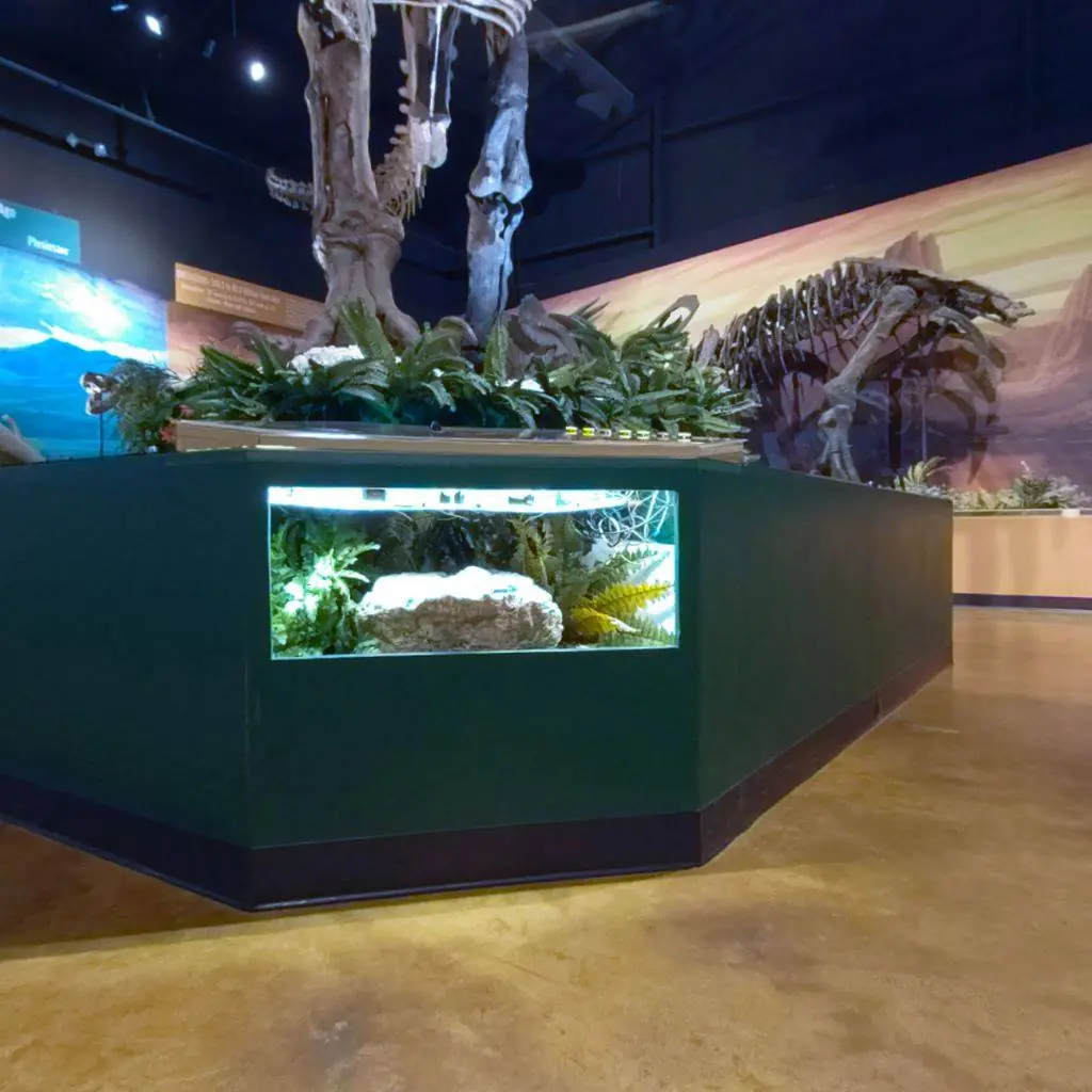 Photograph from the Facebook post “T-Rex from the Naranjo Museum of Natural History.”