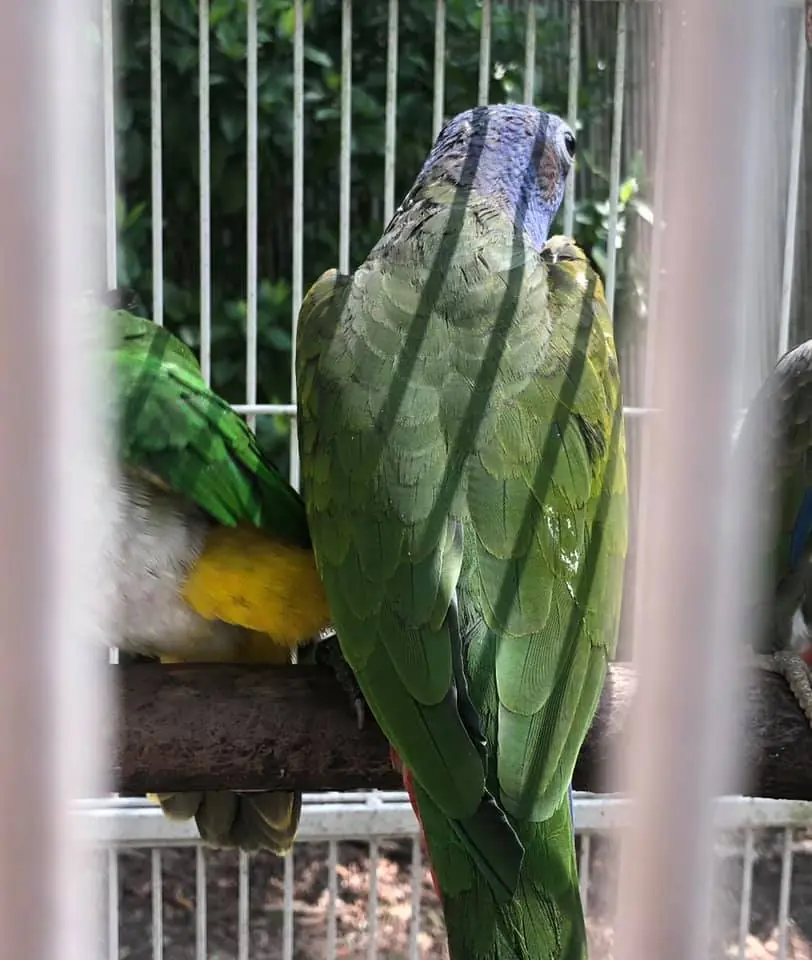 Photograph from the Facebook post “Missing blue crown Pionus parrot.”