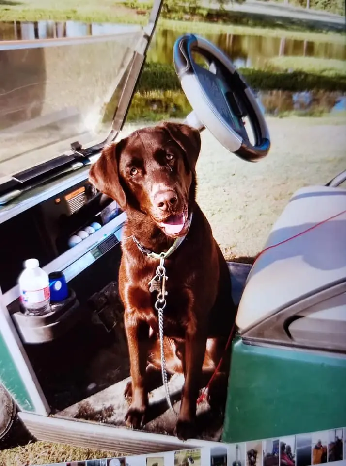 Photograph from the Facebook post “PAW ALERT!!!!”